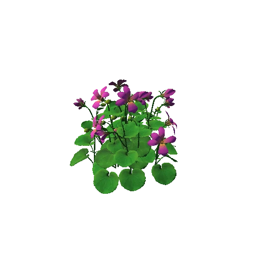 Flower_Viola biflora2